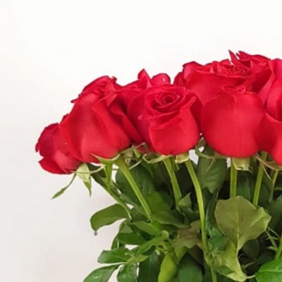 21 ורדים אדומים כולל הגרטל 