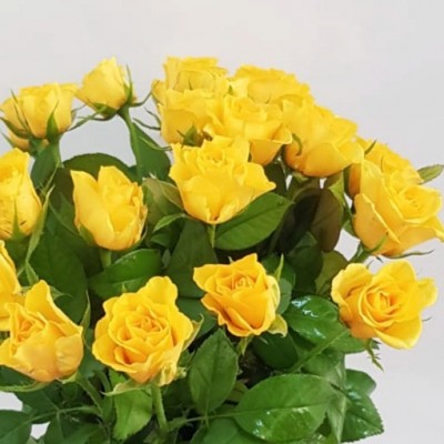 30  ורדים צהובים כולל הגרטל 