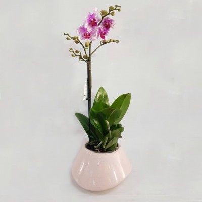 Орхидея Phalanopsis двойная 8