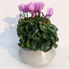 רקפת ורודה בעציץ קרמי