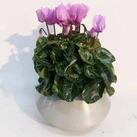 רקפת ורודה בעציץ קרמי