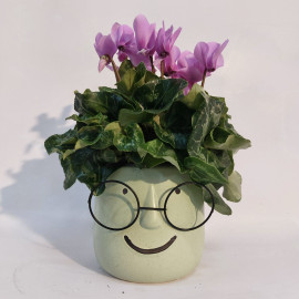 ציקלמן ורוד בעציץ עם משקפיים.