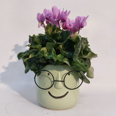 ציקלמן ורוד בעציץ עם משקפיים.