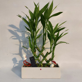 סידור במבוק מזל