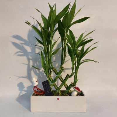 סידור במבוק מזל