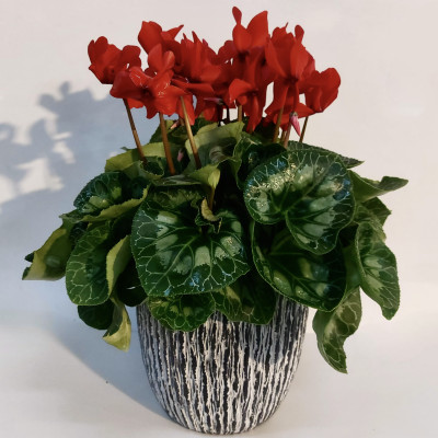 ציקלמן אדום בעציץ דקורטיבי מעוצב