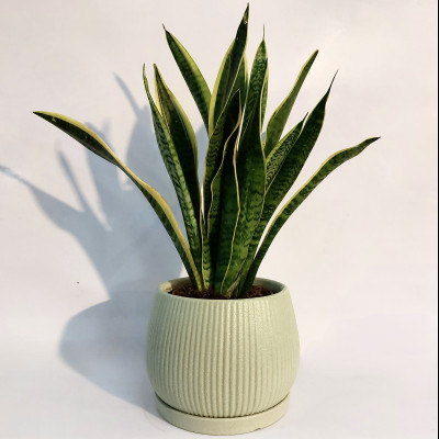 סנסווירה בעציץ בהיר מעוצב